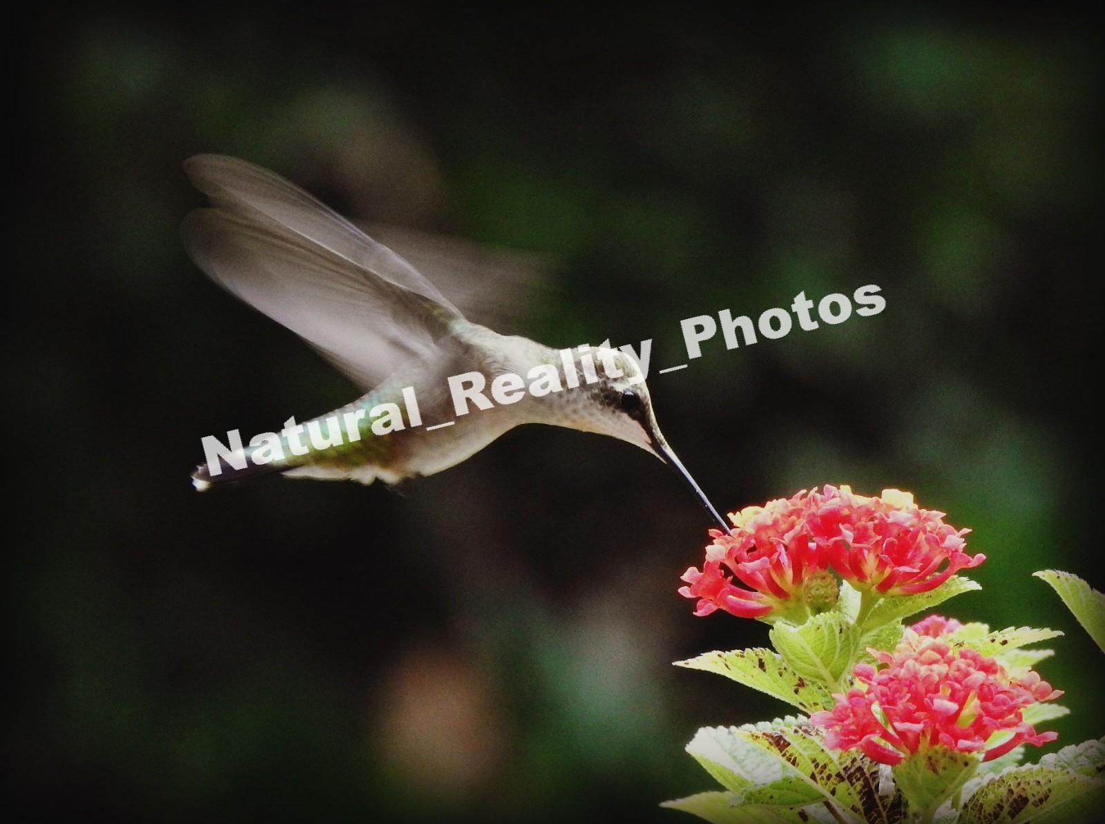 Matted Photography Hummingbird in Flight Close Up, 8×10