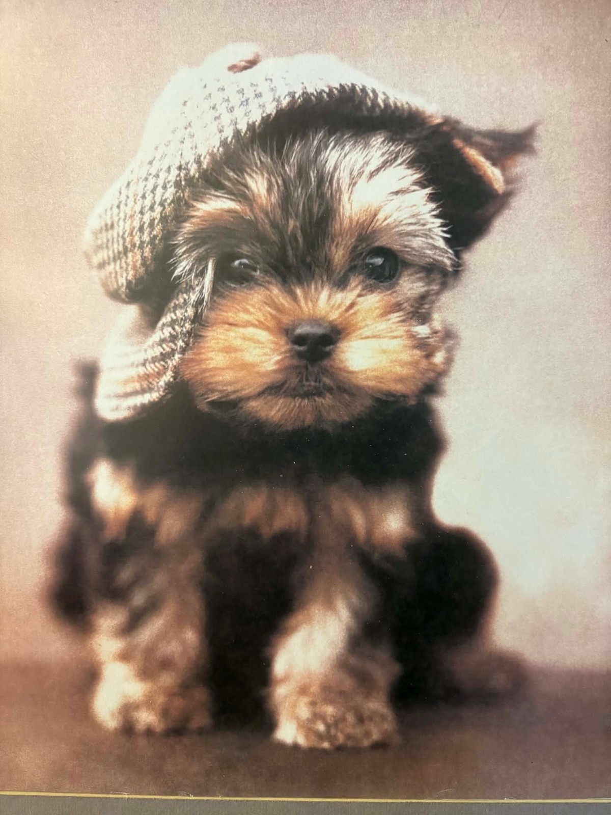 Vintage Dog in A News Boy Cap.Framed Color Photo Reprint 16″x17″. Frame 15X12″.