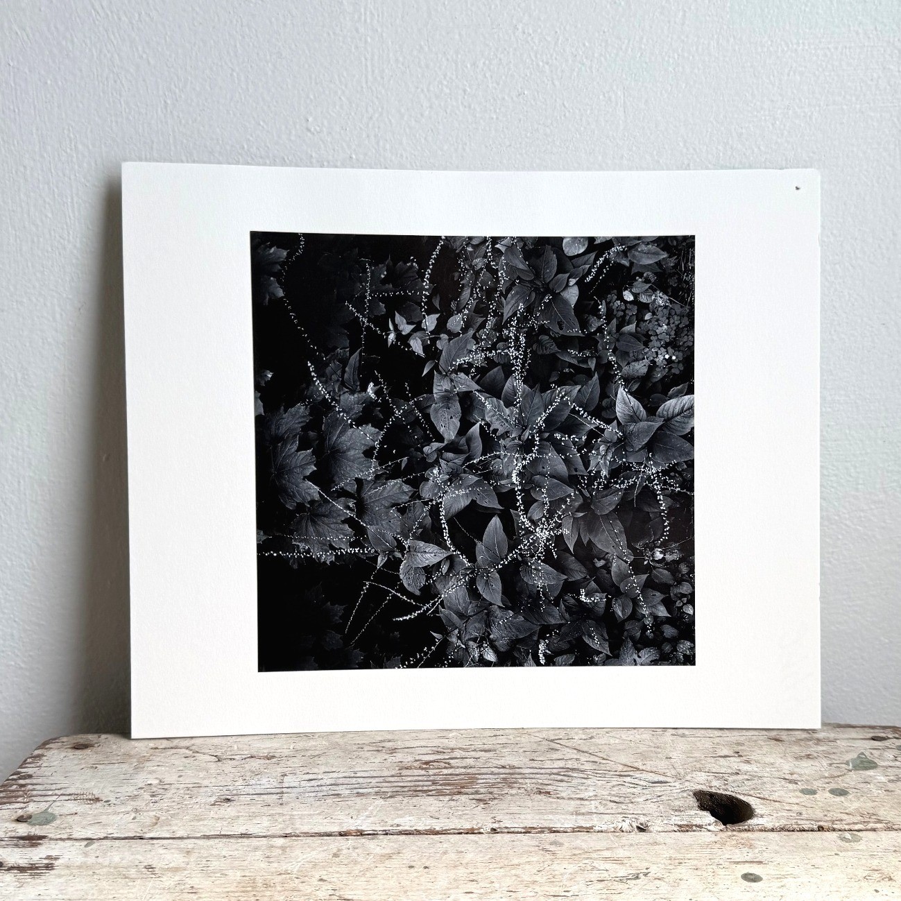 Black and White Botanical Fine Art Print Nature Photography Textured Paper 2939