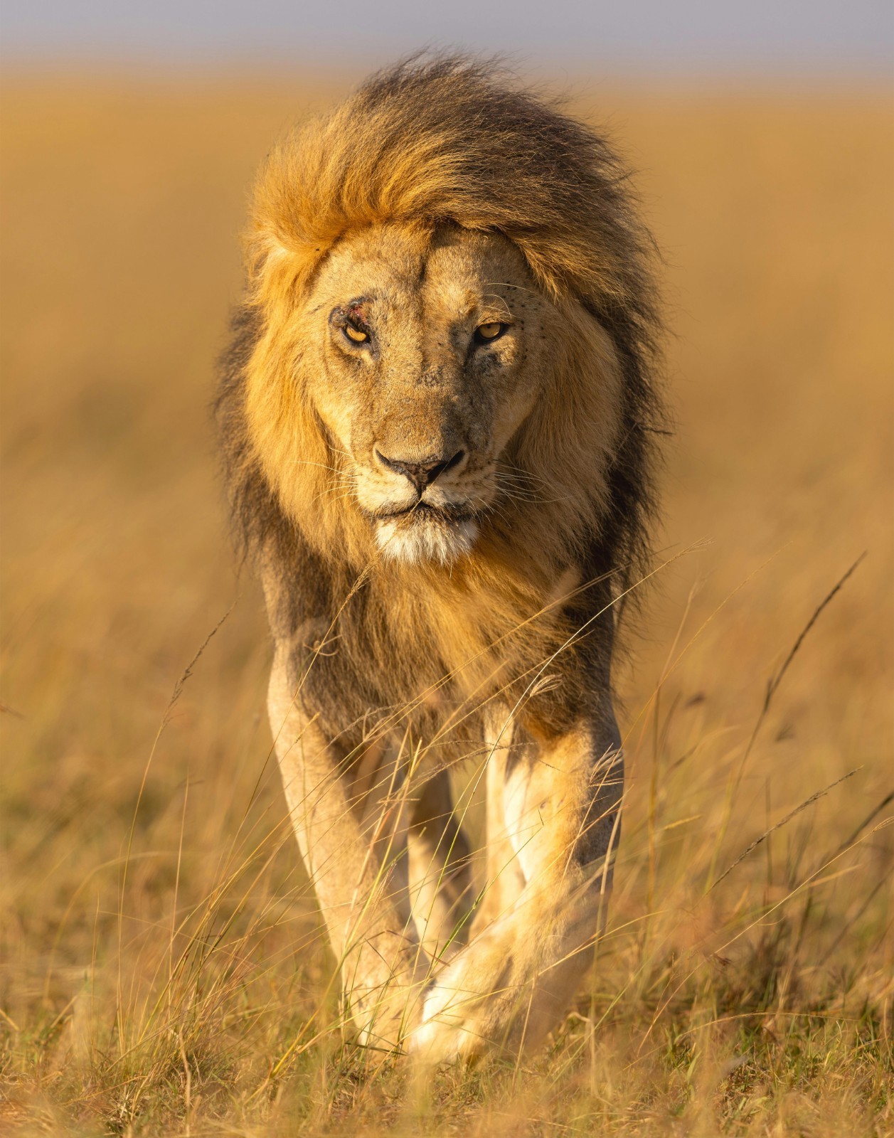 Majestic Lion in the Maasai Mara Grasslands Photograph 11×14 Print 11″x14″