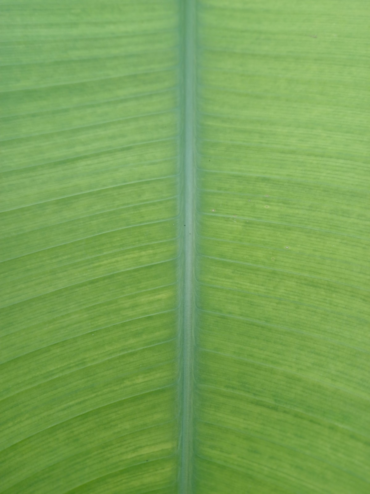 Photograph Green leaves Beautiful Sri Lanka Photo Image Nature Picture Print