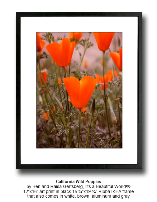 California Wild Poppies 12″ x 16″ Fine Art Print Floral Garden Wild Flower