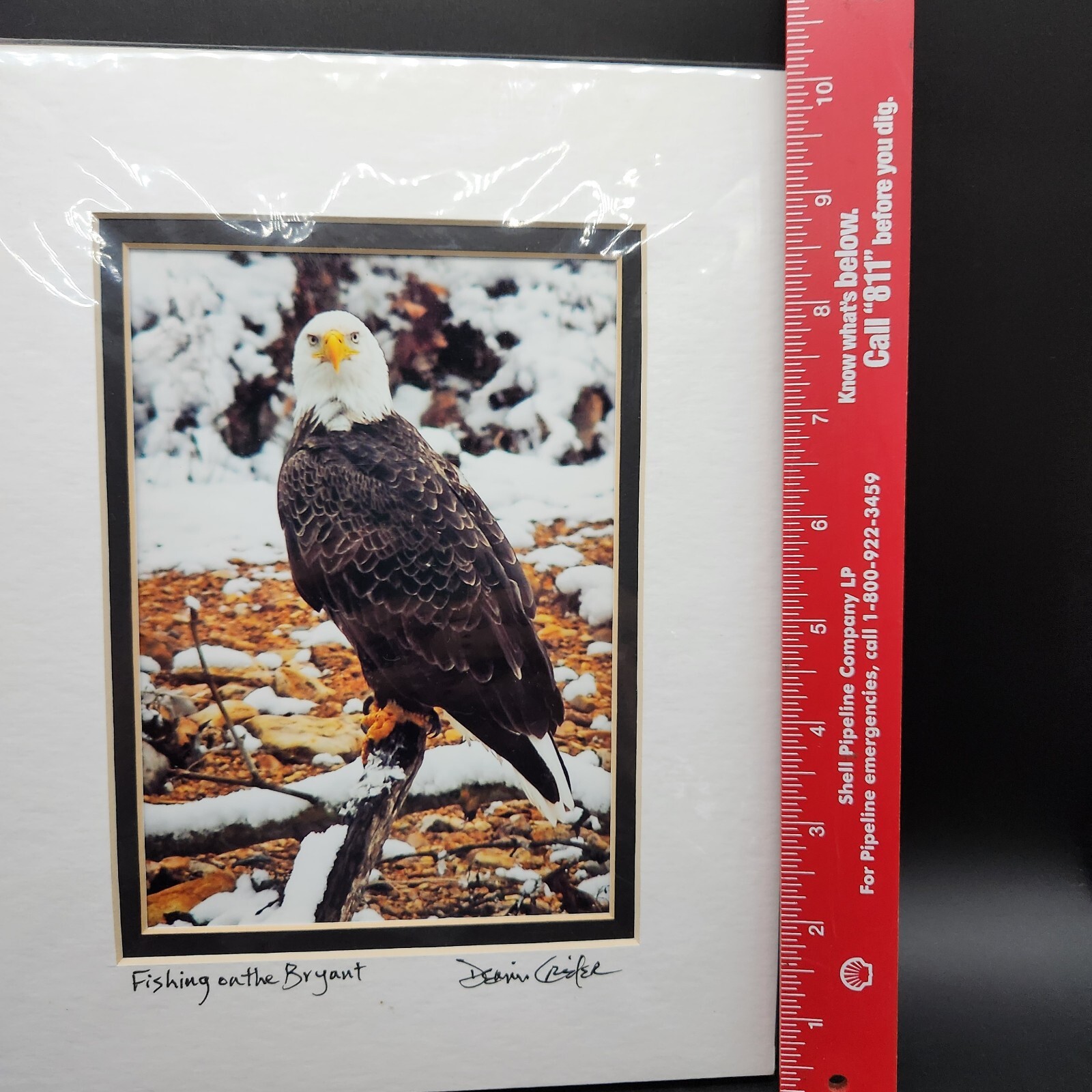 Bald Eagle Print Photo With Double Matte Signed Dennis Crider