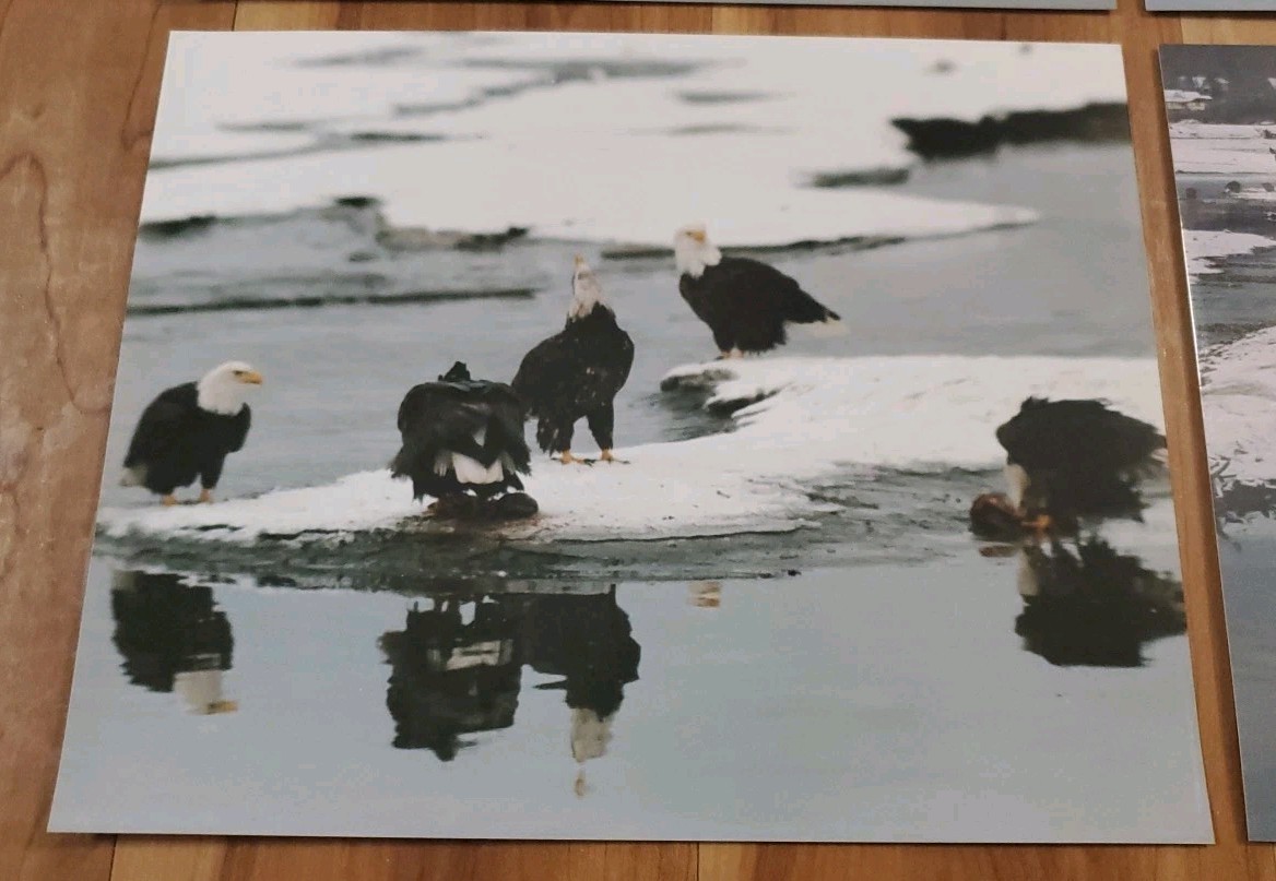 American Bald Eagle Print Pictures Lot of 4 Mirror Image Reflection Water 8×10