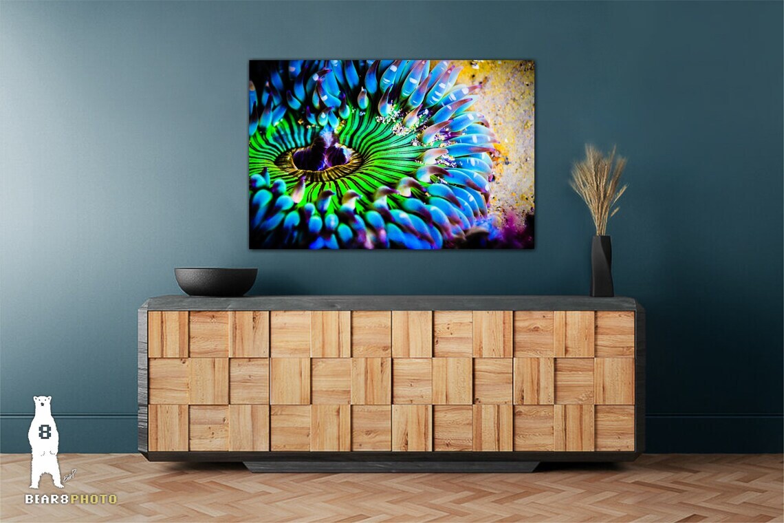 Sea Anemone – Colorful Underwater Photography Prints / Wall Art