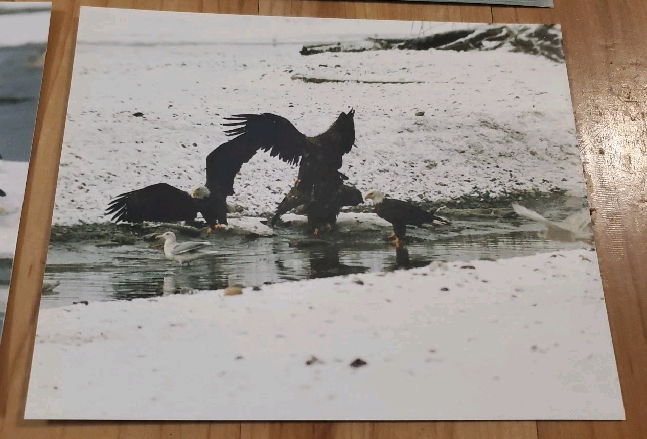 American Bald Eagle Print Pictures Lot of 4 Birds Water Preserve Scenery 8×10