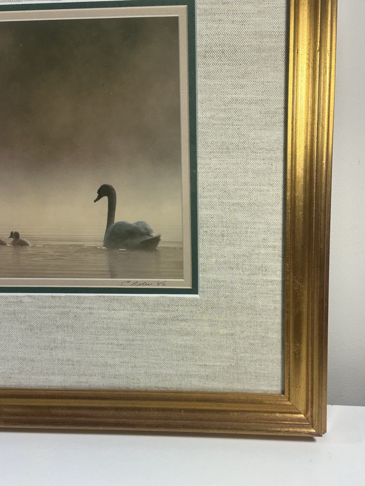 Family Of Swans Edward Robinson Nature Photographer Signed Photo Matted & Framed