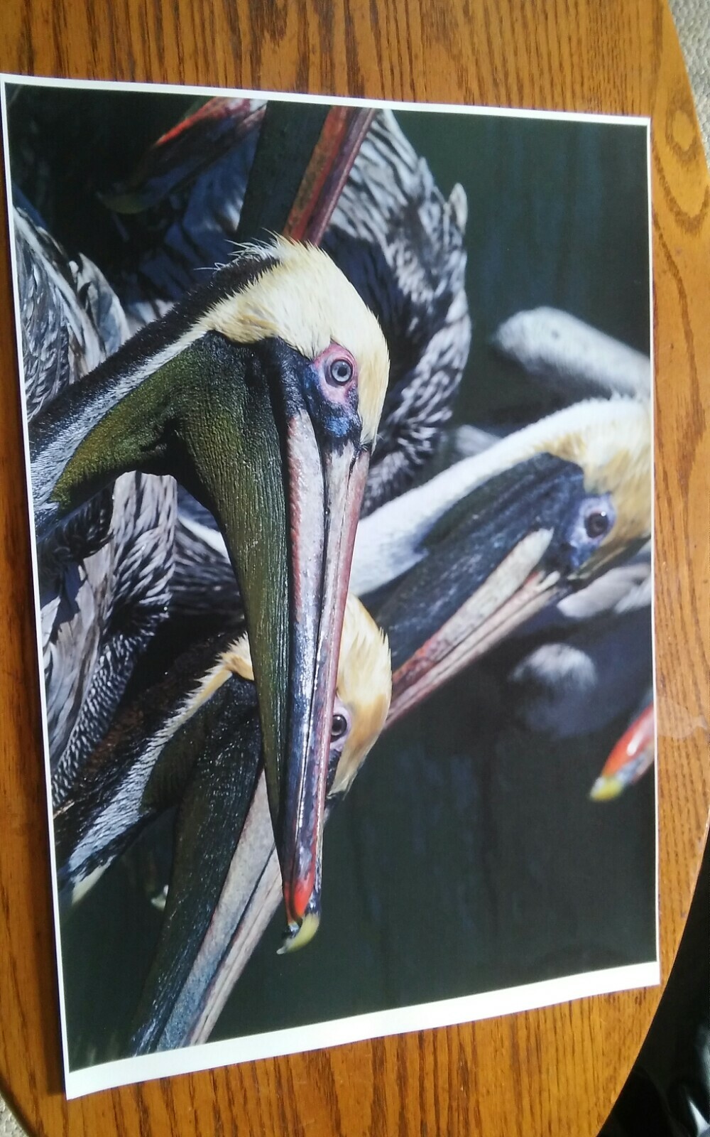 19×13 Digital Art Photograph Pelican Birds Flock Close Up