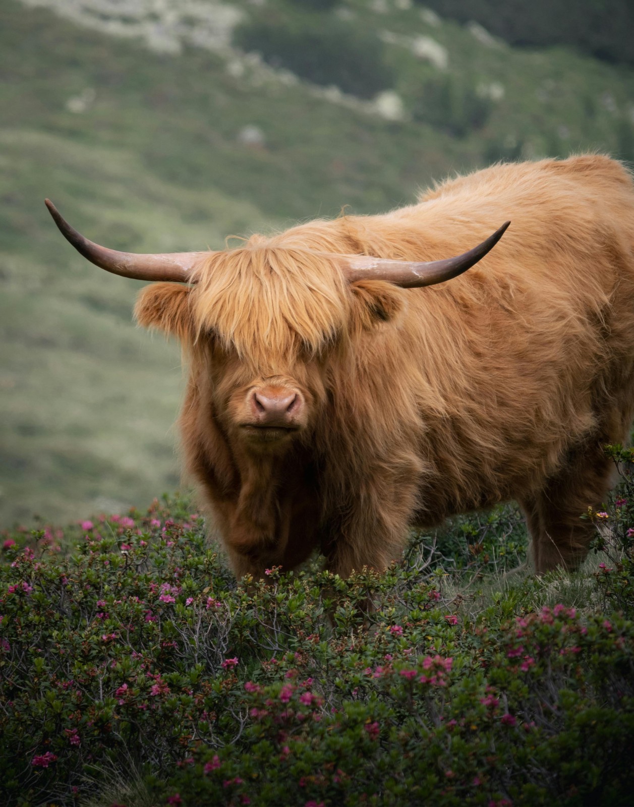Highland Cow Grazing in Kühtai, Tirol Photograph 11×14 Print 11″x14″