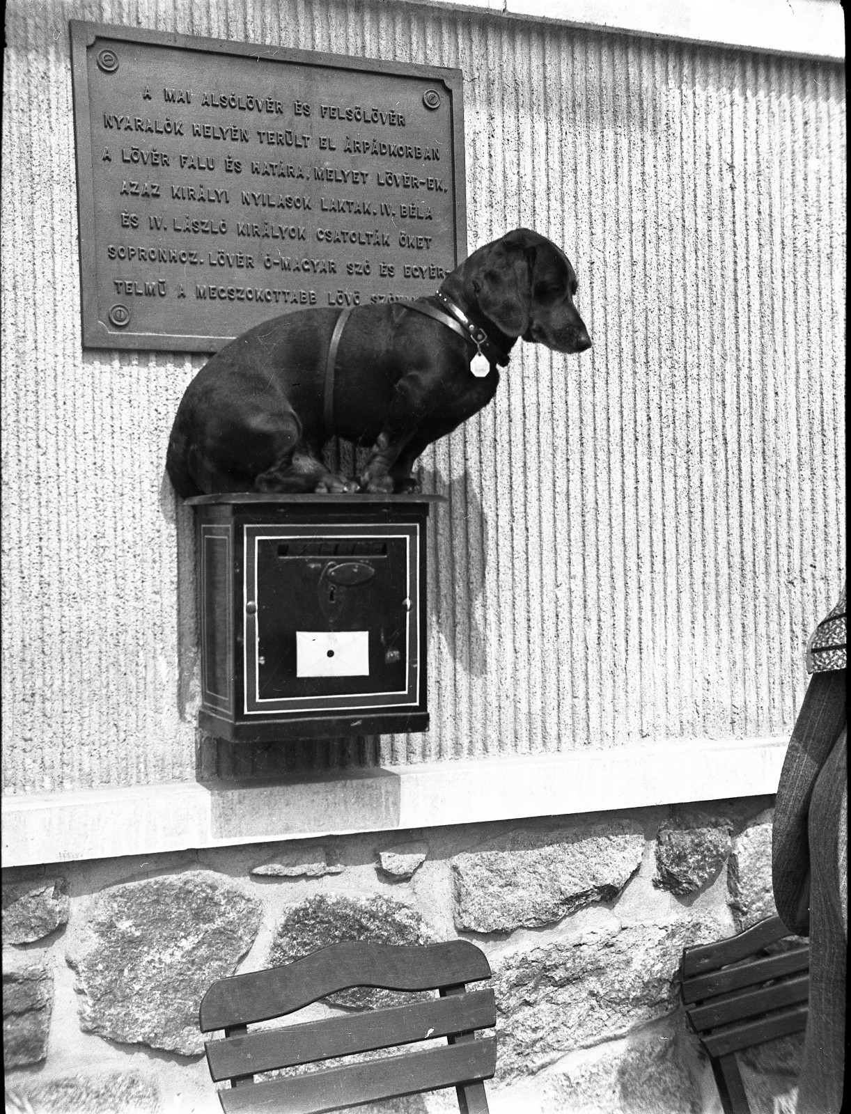 sweet dog, dachshund, on post box, funny, unusual, 1930’s it is an original