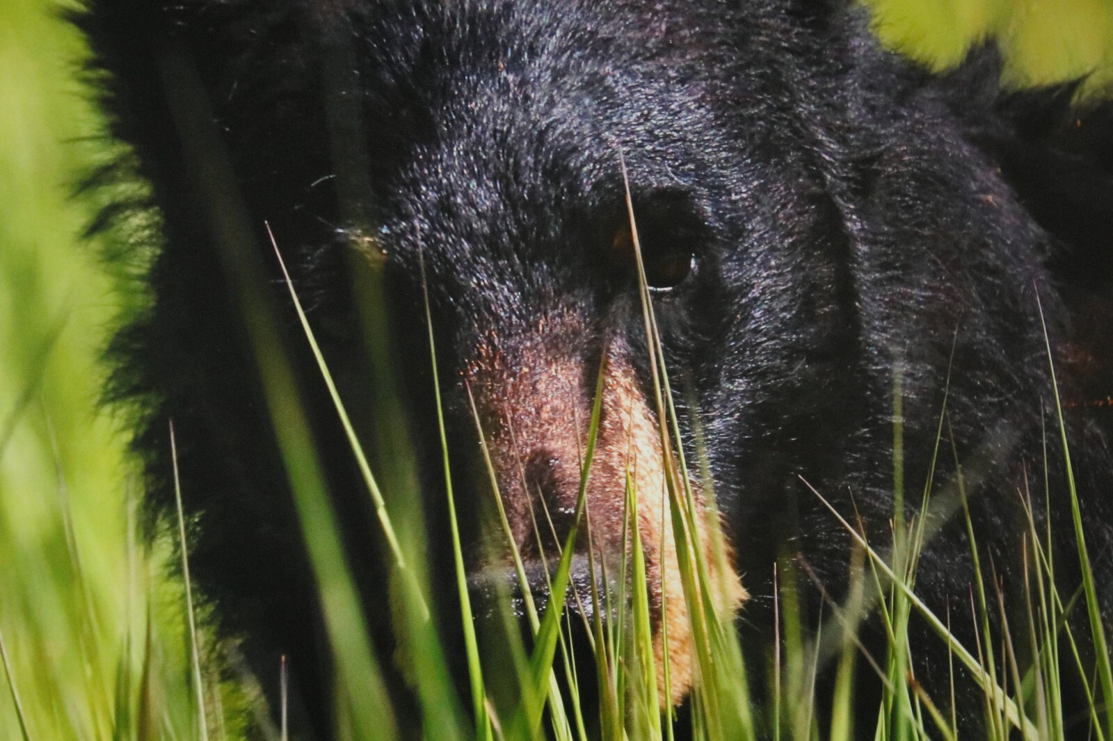 Black Bear in Grass “Bear Blades” 16″ x 20″ Mounted Wildlife Photo by Kim Barry