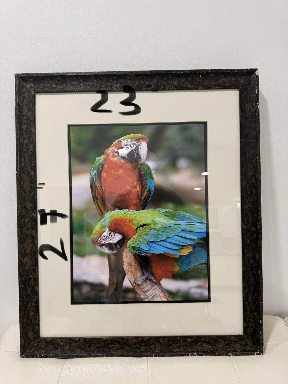 Framed Tropical Macaw Parrot Photograph Wall Art 23×27 Colorful Bird Decor