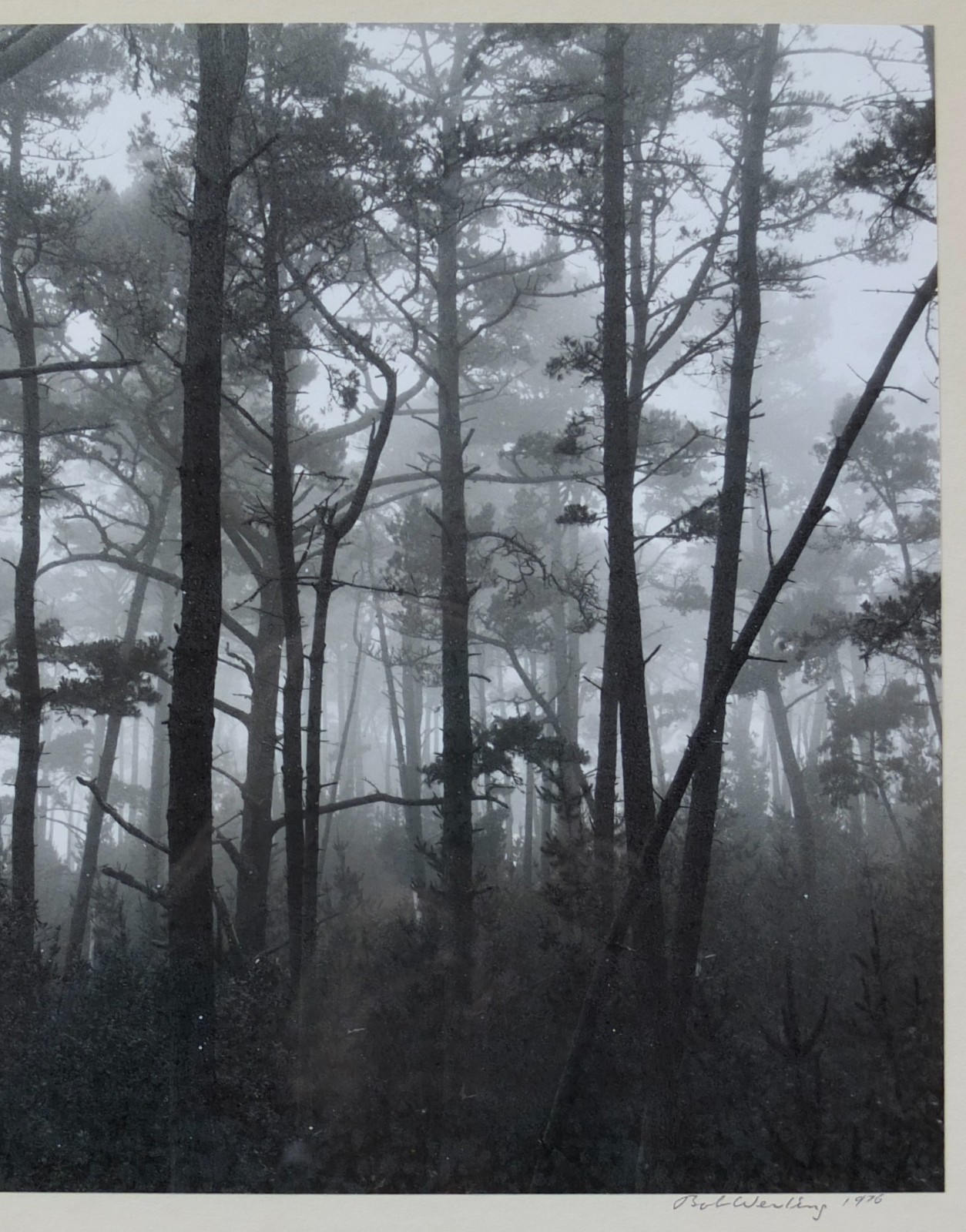 Robert (Bob) Werling 1976 Photograph Of Light In Forest Pencil Signed In Frame