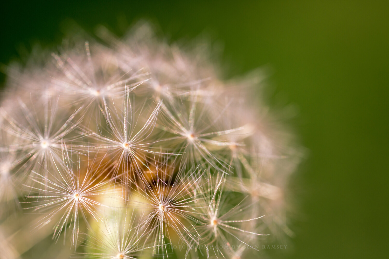 Botanical Photography Print – Picture of Perfect Dandelion on Spring Day