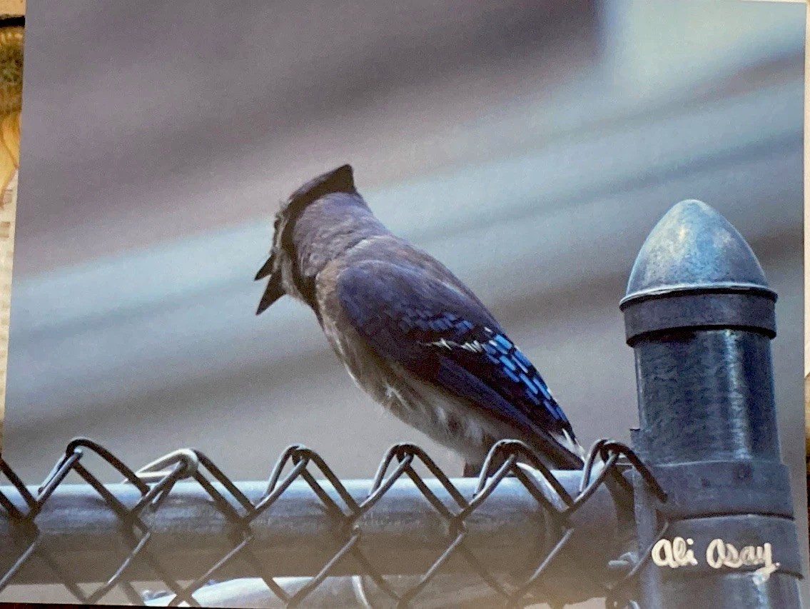 8×10 Bird Photography Matte Print Colorful Blue Jay On Fence wildlife PRINTONLY