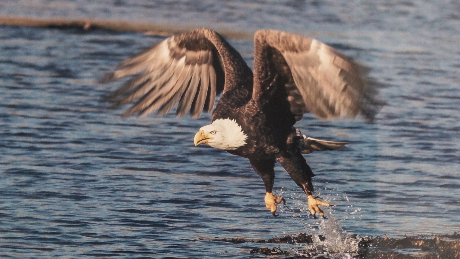 Eagle 16×20 Matted photograph, top mat suede, Beautiful NEW
