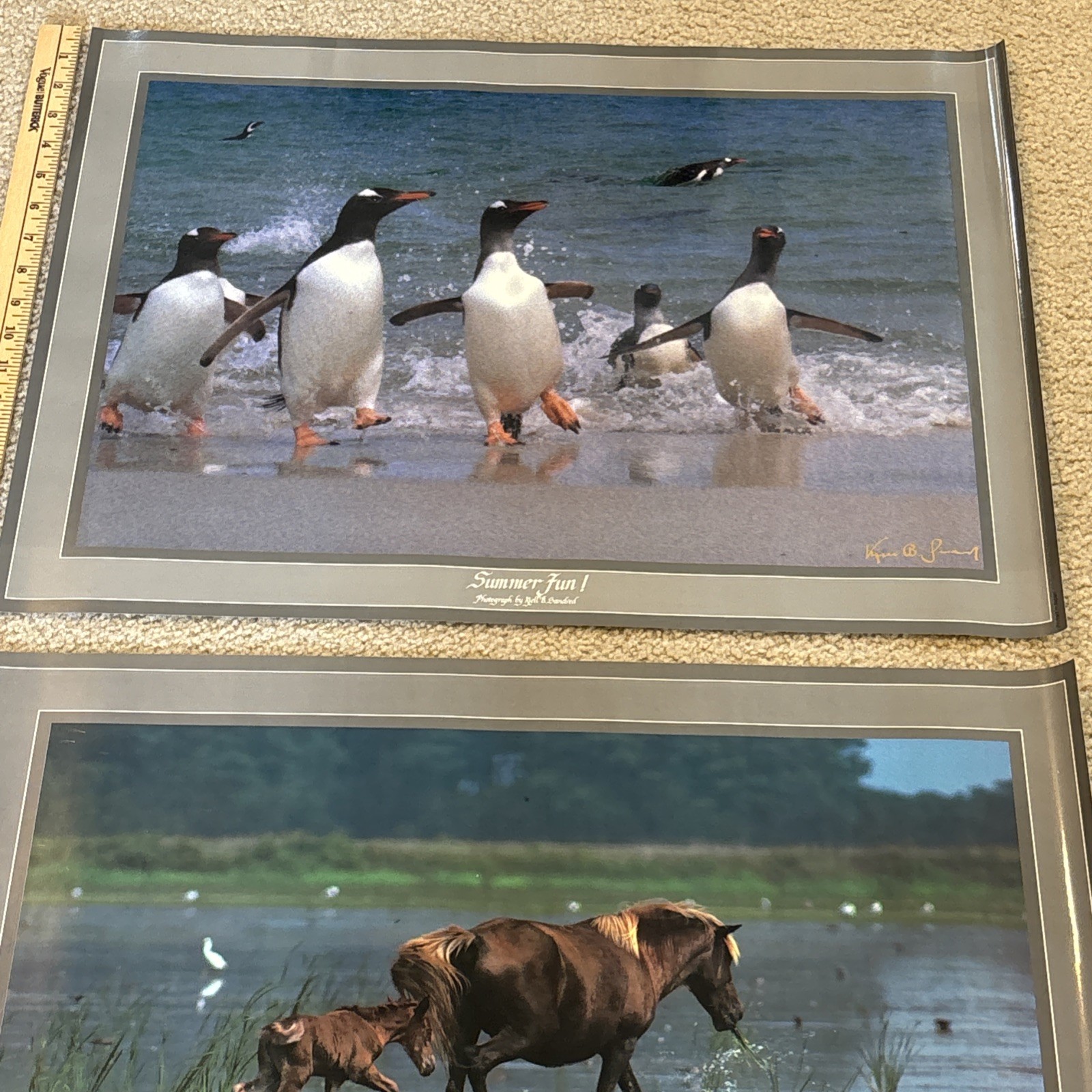Lot Of 3 Kjell B Sandved Photograph Posters Bald Eagle Wild Horses Penguins