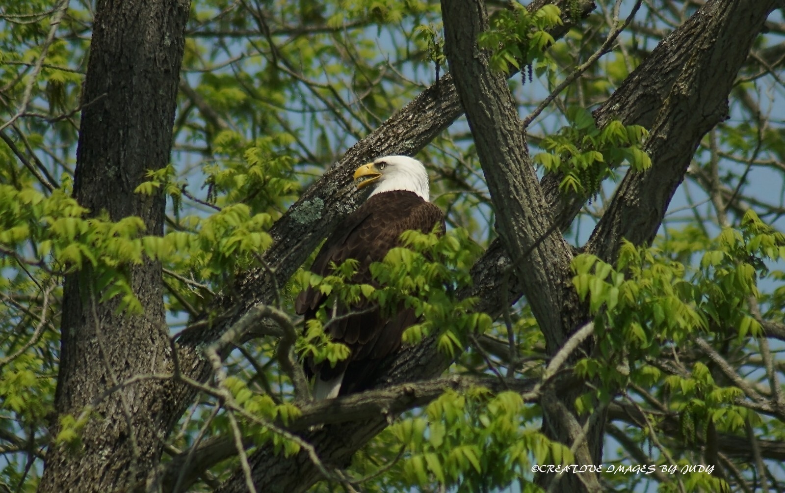“Everybody Sing, God Bless America” Bald Eagle Wall Art