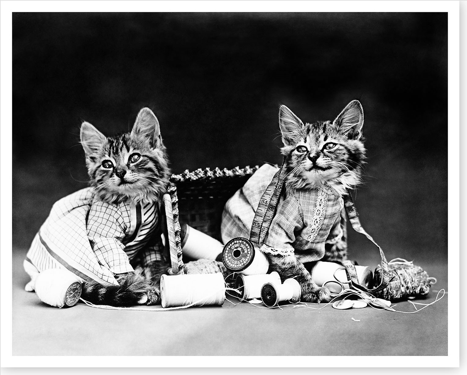 1915 Mischievous Cats Kittens With Sewing Basket Silver Halide Photo