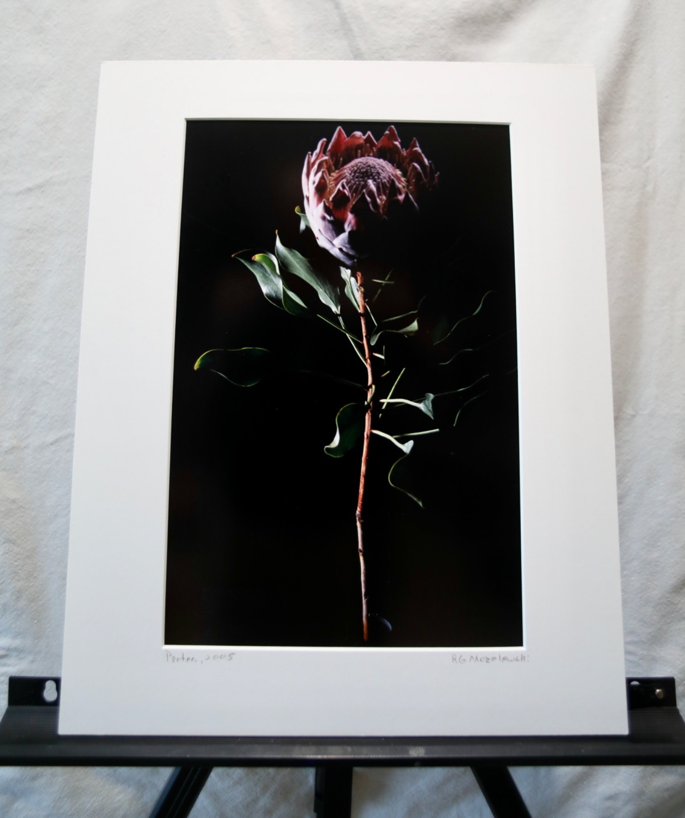 Original Photography Art Print “Protea”