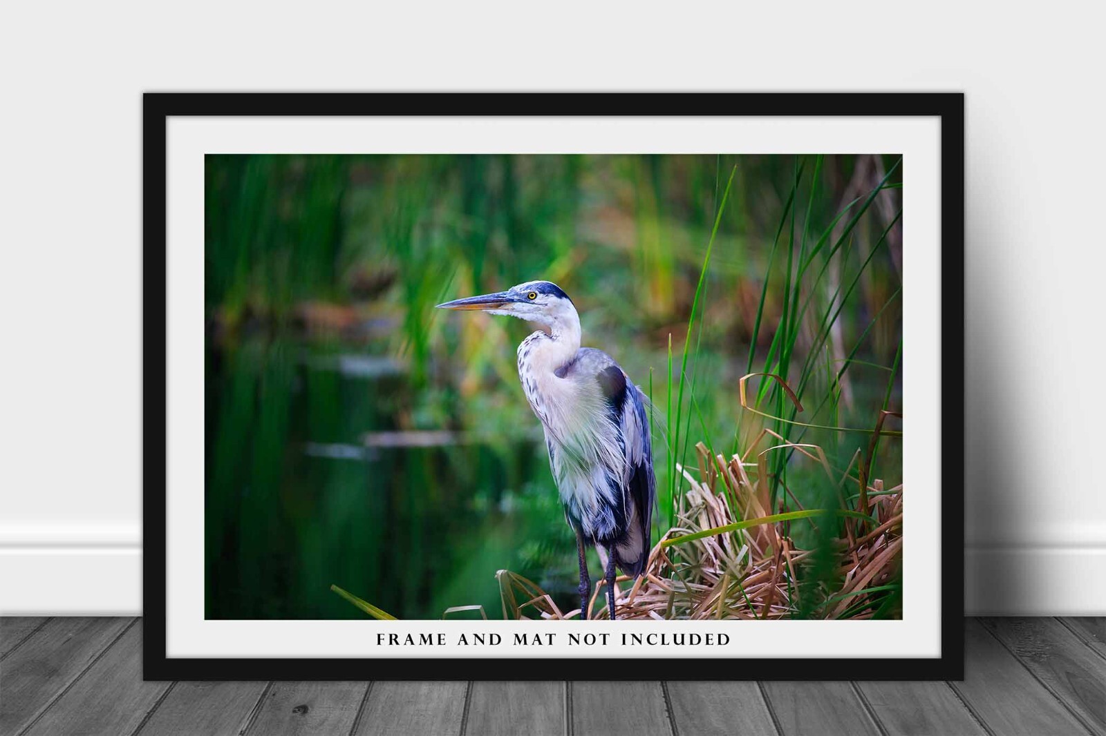 Wildlife Photography Print – Picture of Great Blue Heron in South Carolina