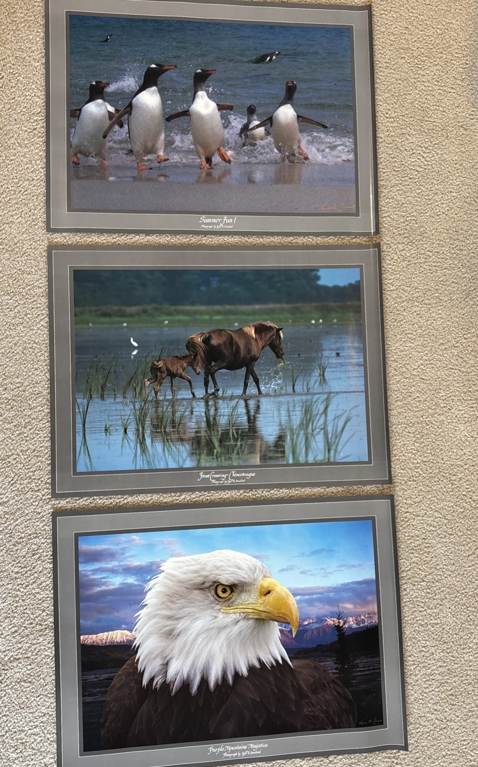 Lot Of 3 Kjell B Sandved Photograph Posters Bald Eagle Wild Horses Penguins
