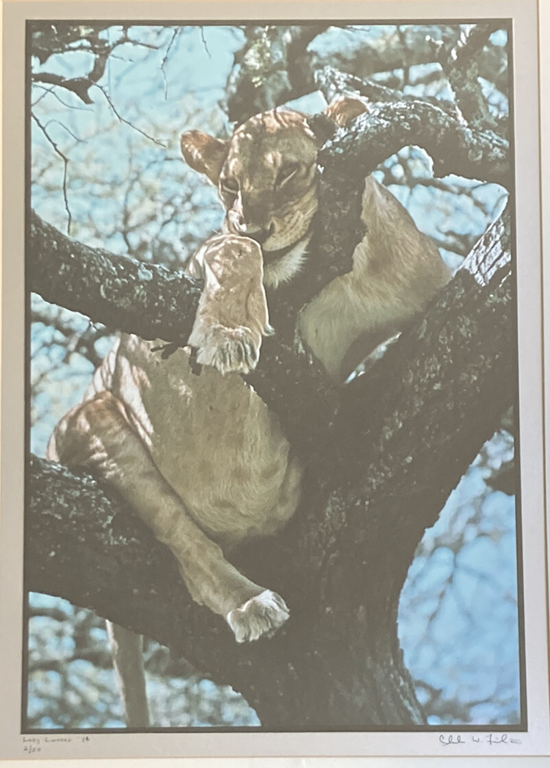 RARE Photographer Signed Limited Edition Photograph Print 1974 Lazy Lioness EUC!