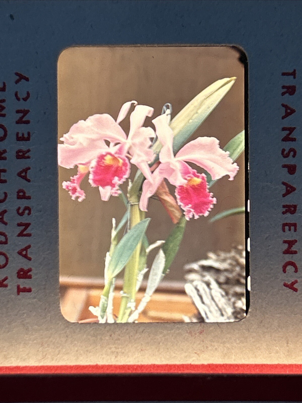 Kodachrome Red Border Lot Of 40 1950’s Still Life Flowers 35mm Color Slides A