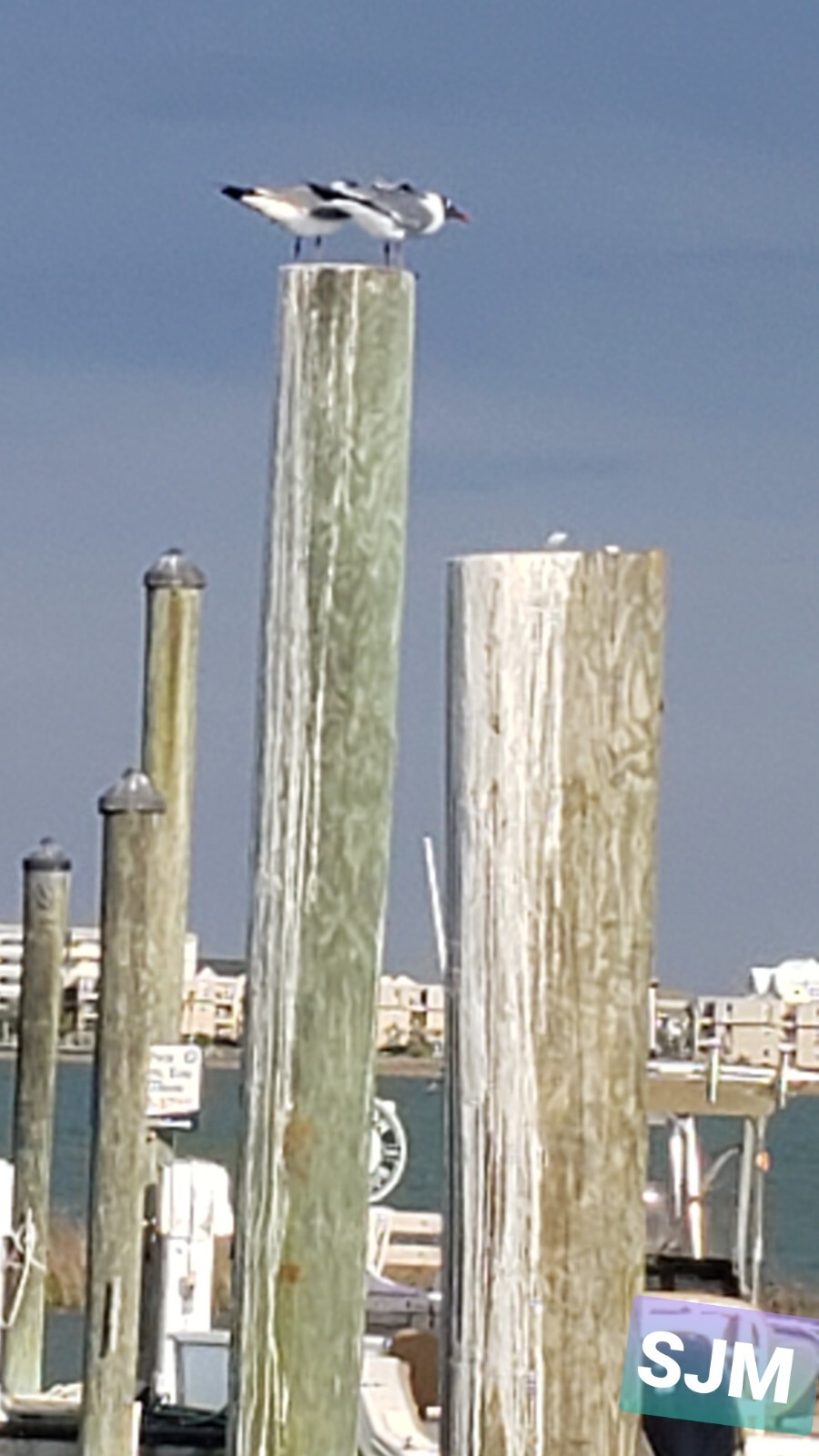 MarshWalk docks 5×7
