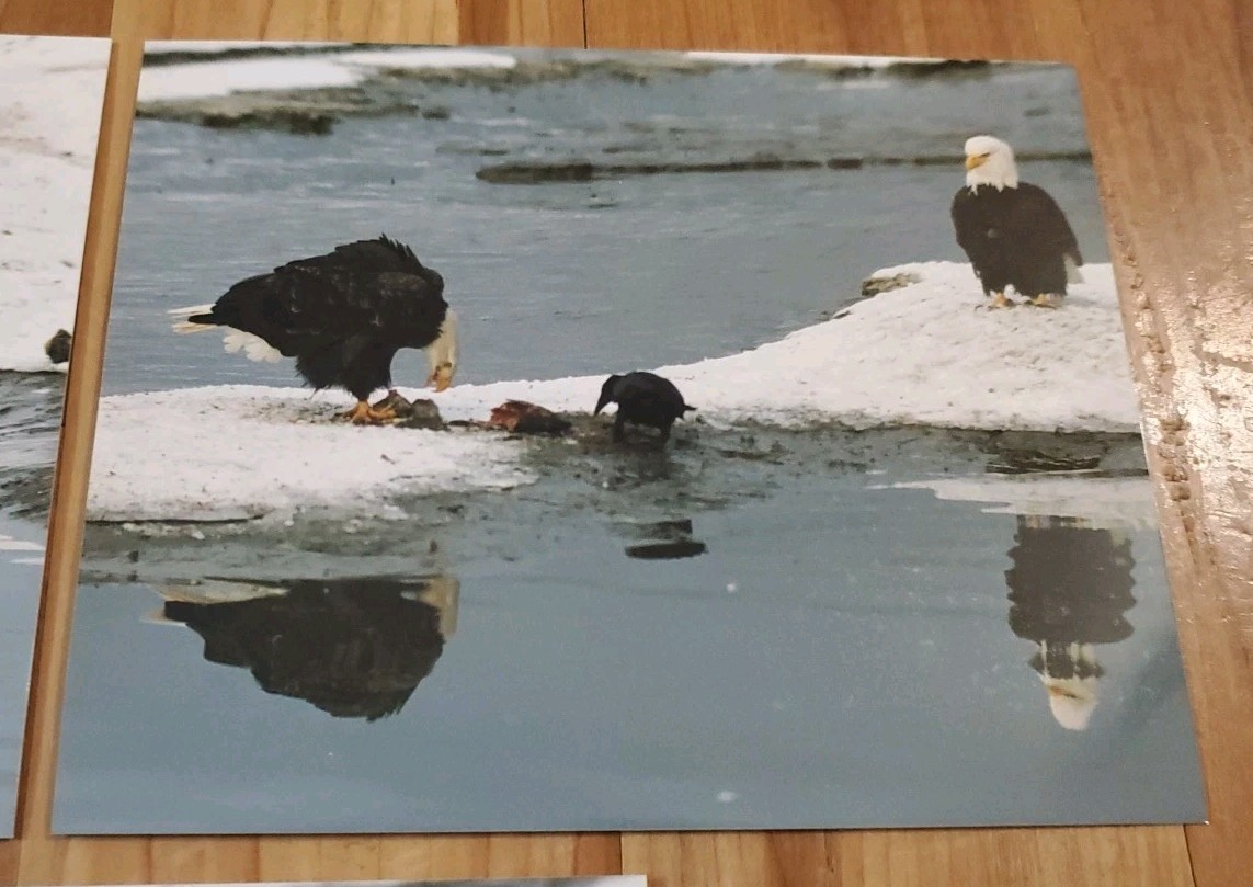 American Bald Eagle Print Pictures Lot of 3 Birds Nature Preserve Water 8×10