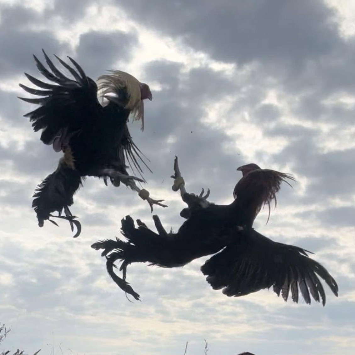 Wildlife Bird Photograph, Color Landscape, Birds in Flight Outdoors