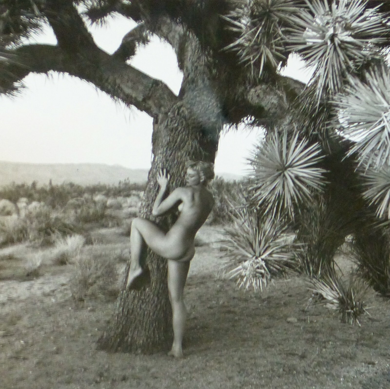 Andre De Dienes Nude Woman & Joshua Tree Photo Silver Gelatin Print 1960, COA