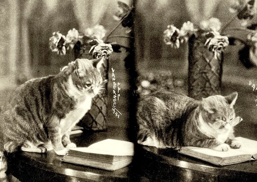 James Van Der Zee Art Photo Print Card – Smart Cat, 1931 – Fotofolio 4.25”x6”