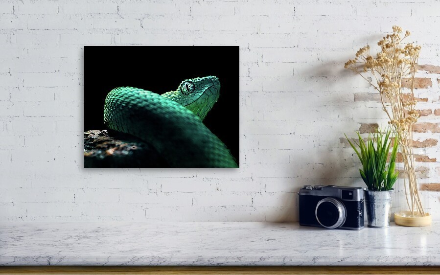 West African Bush Viper Reptile Macro Photography Snake Art Print