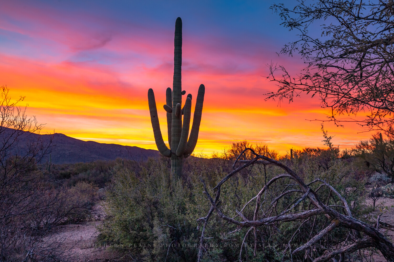 Southwest Photography Print – Picture of Saguaro Cactus in Arizona Desert