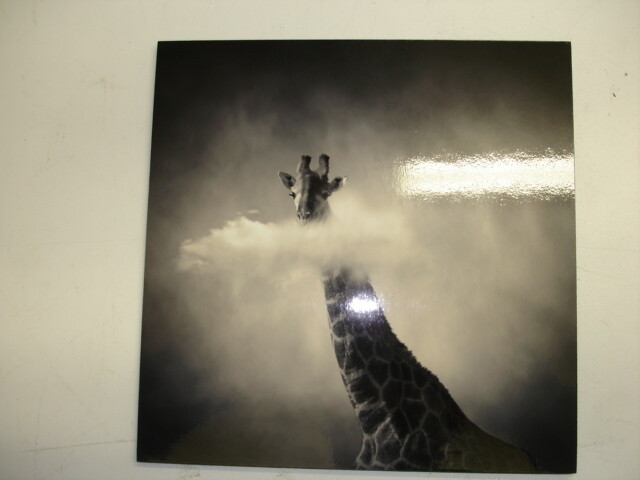 Yellow Komer Certify Photograph Glrafe Limited Edition 20×20 cm #738 Beautiful