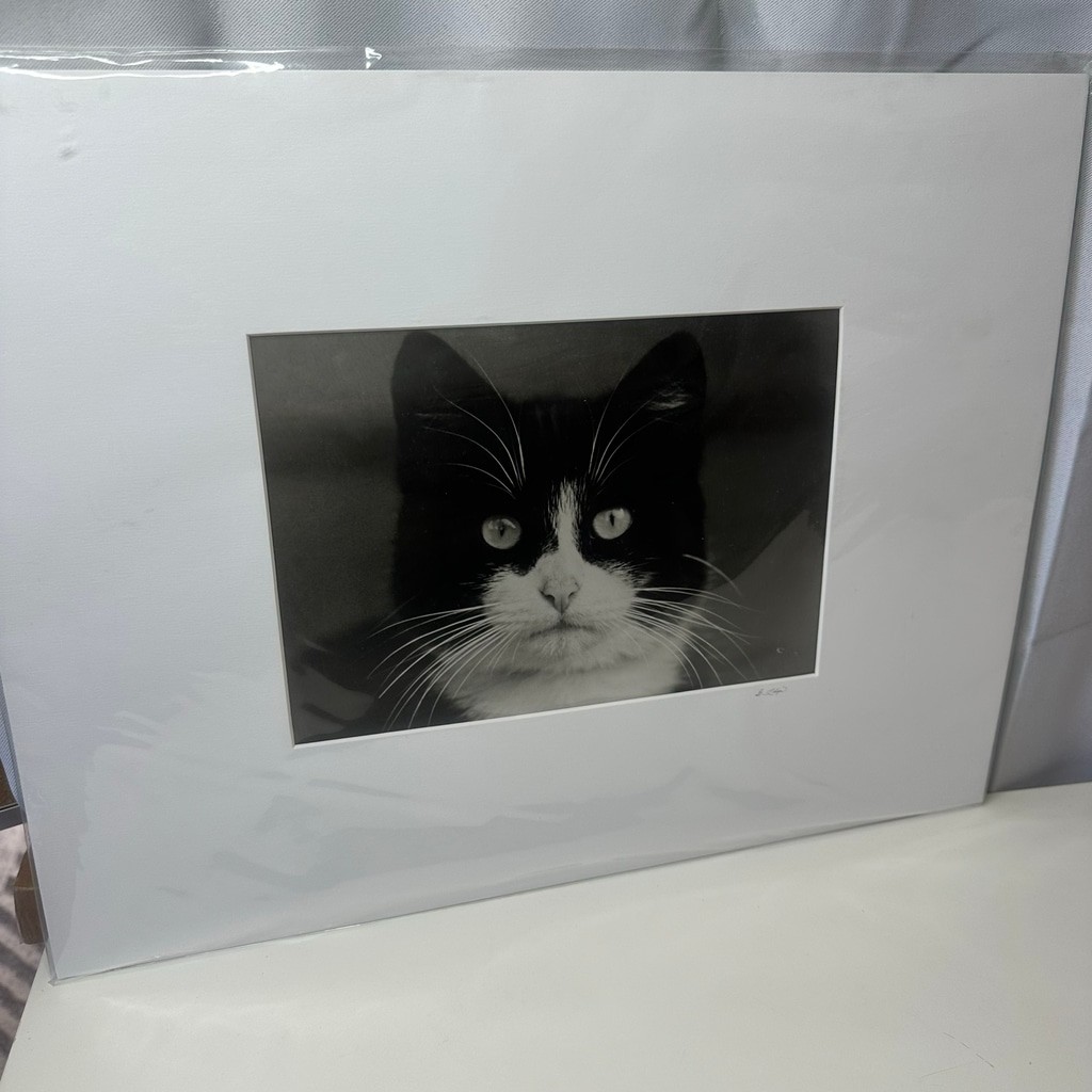 Vintagew Black & White Cat Photo Print (Signed)