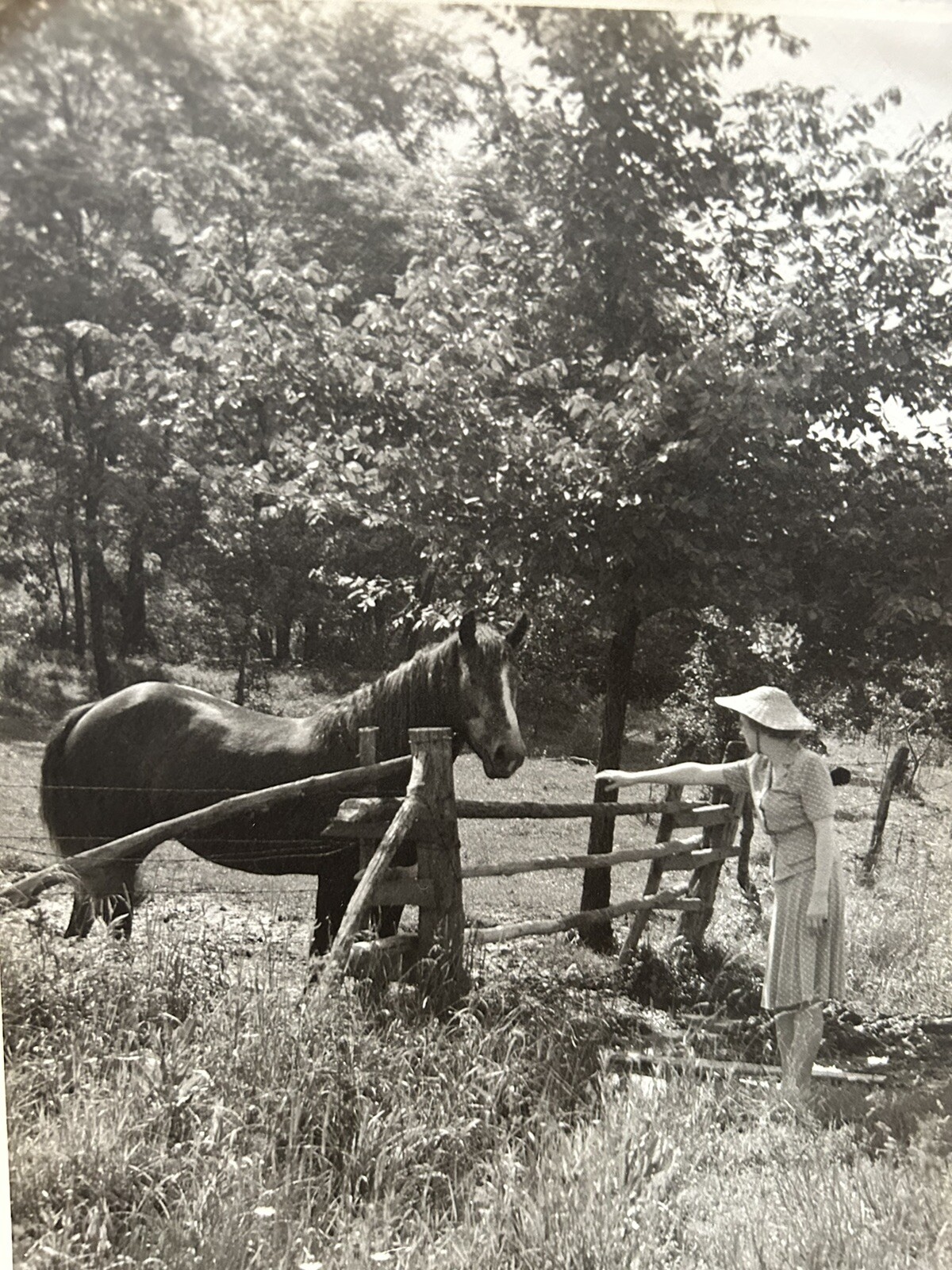 Arthur Gray Standard Oil Photographer Cleveland Ohio Beautiful Woman Horse Look!