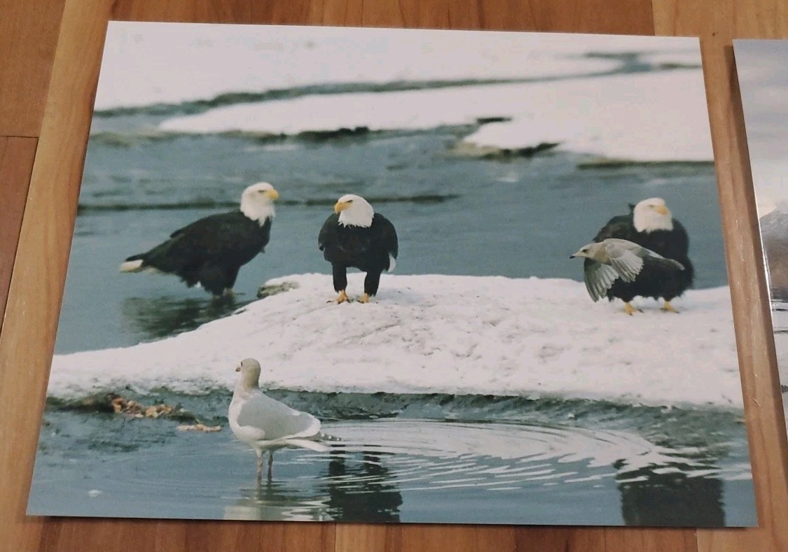 American Bald Eagle Print Pictures Lot of 4 Birds Water Preserve Scenery 8×10