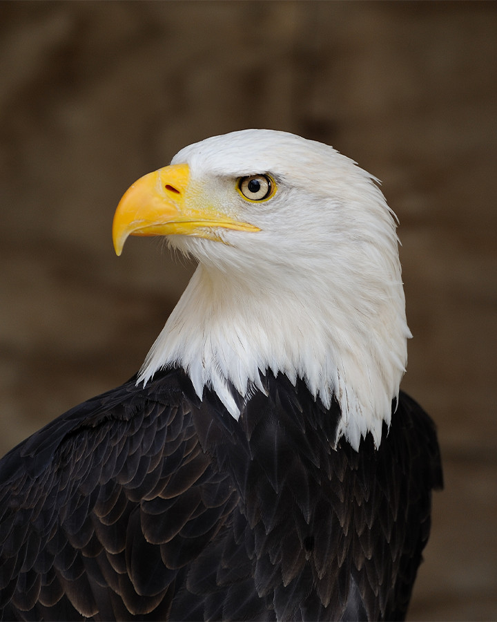 Bald Eagle Portrait 8×10 Photograph Print 8″x10″
