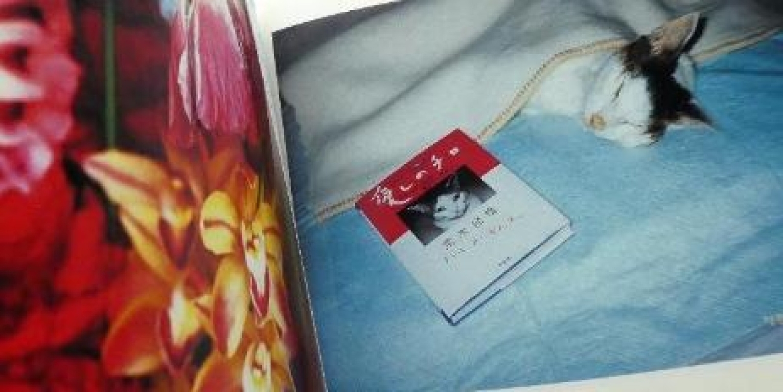 Nobuyoshi Araki Cat Chiro love death Ai shi Photo Book