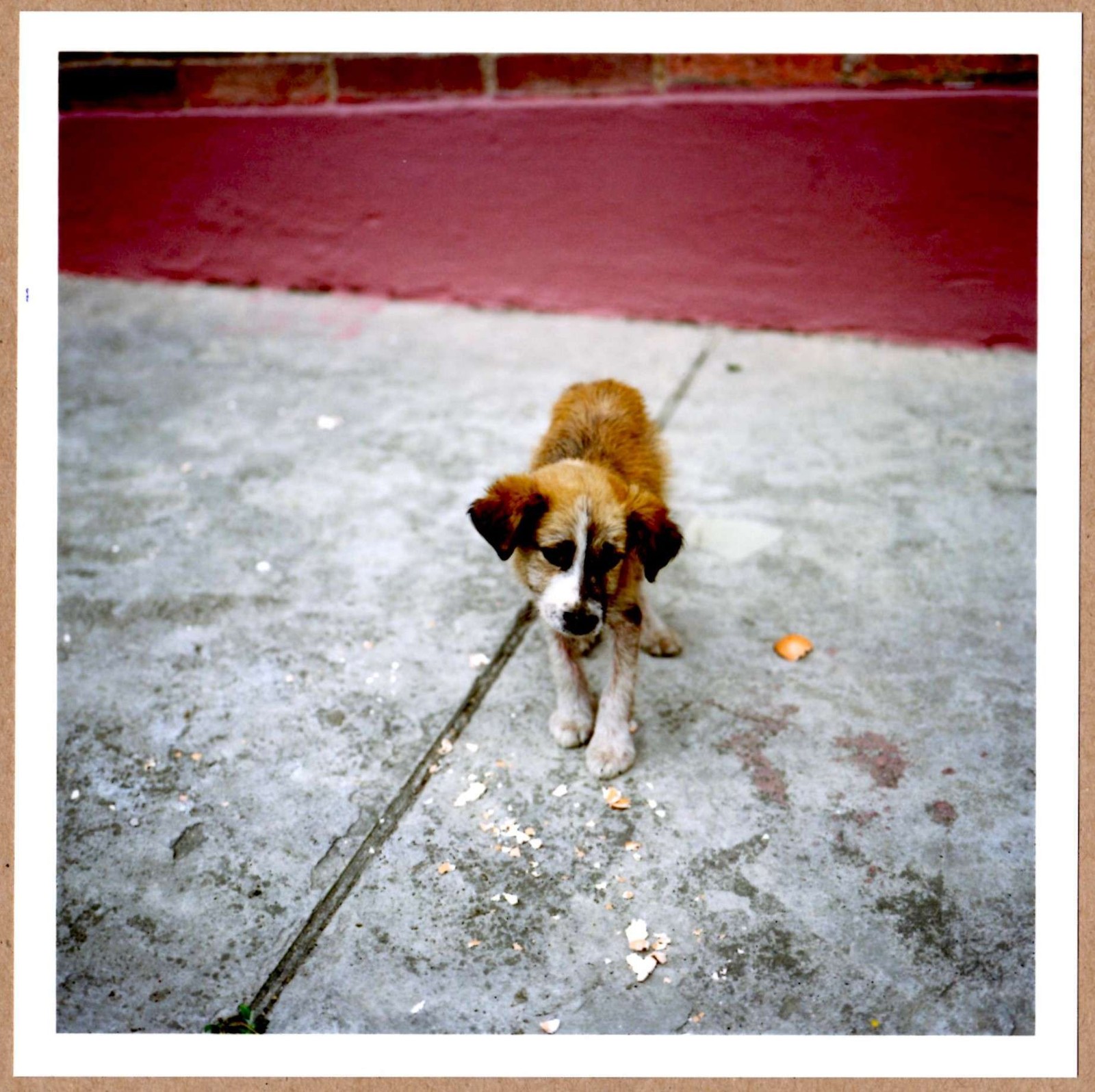 SIGNED ALEC SOTH DOG DAYS BOGOTA COLOMBIA 2003 LTD 6 x 6 MAGNUM ARCHIVAL PRINT