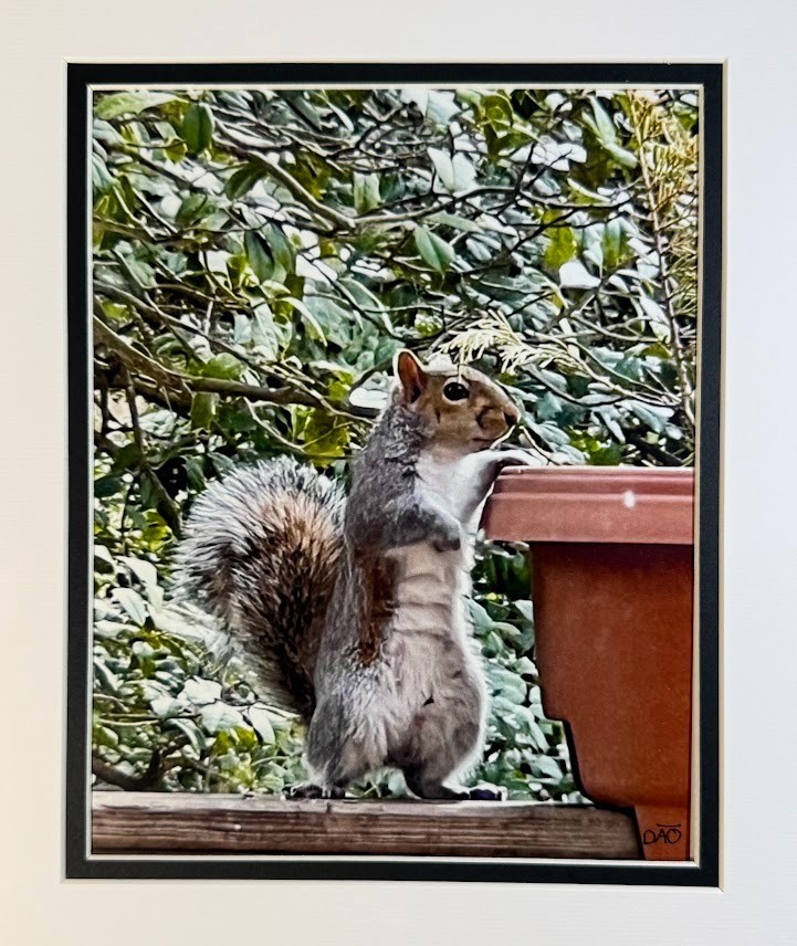 6 Pack Squirrel Digital Watercolor Original Photograph 8 X 10 Mat 11 X 14 Signed