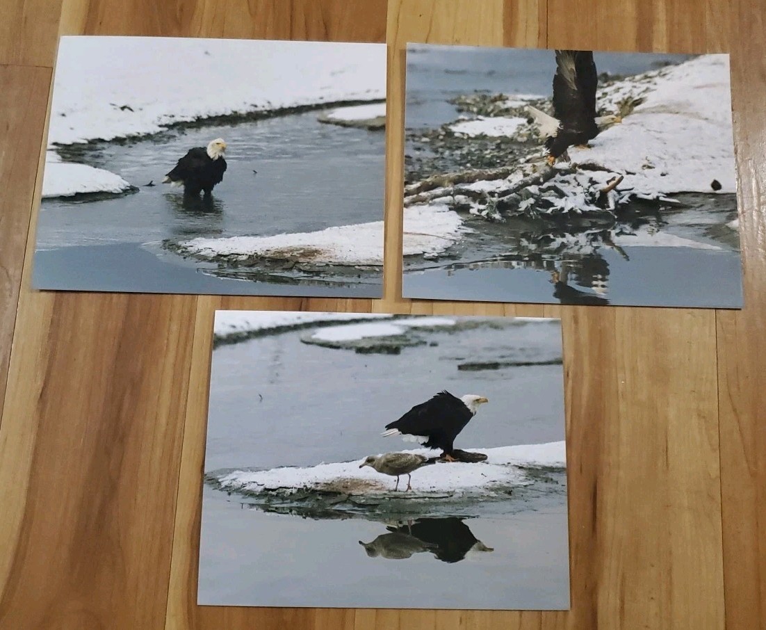 American Bald Eagle Print Pictures Lot of 3 Standing Nature Preserve Water 8×10