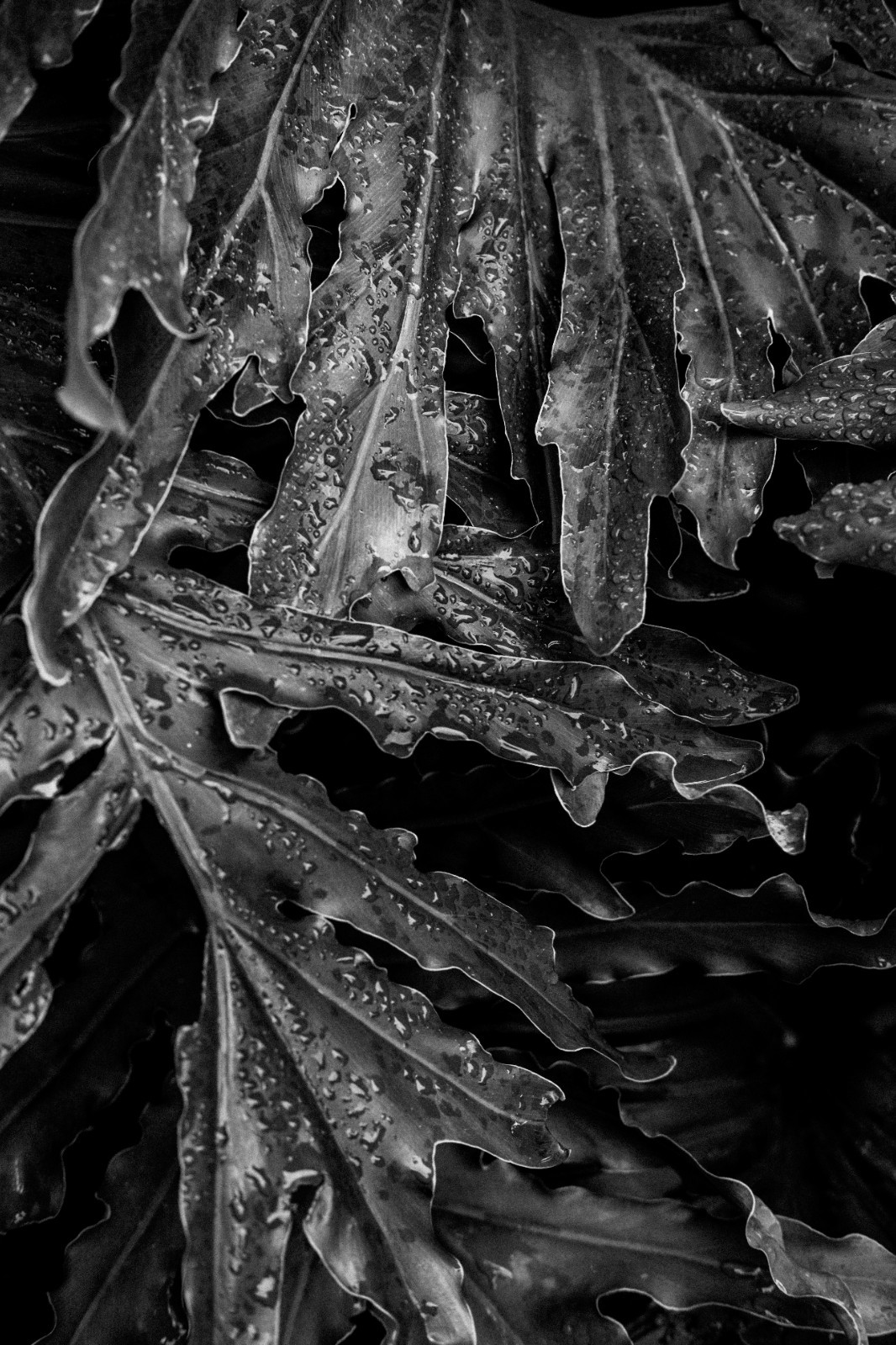 Zen Garden botanicals art Photography B+W 8×12″ Archival Lustre Print