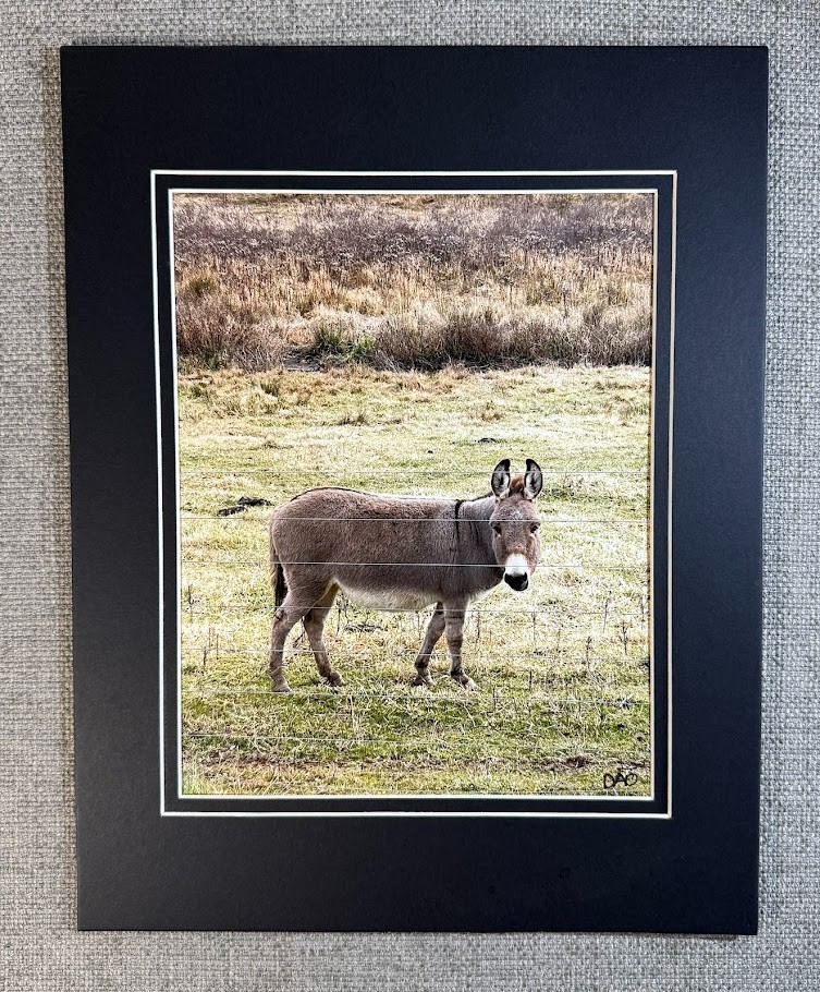 Darling Donkey Digital Watercolor Original Photograph 8 X 10 Mat 11 X 14 Signed
