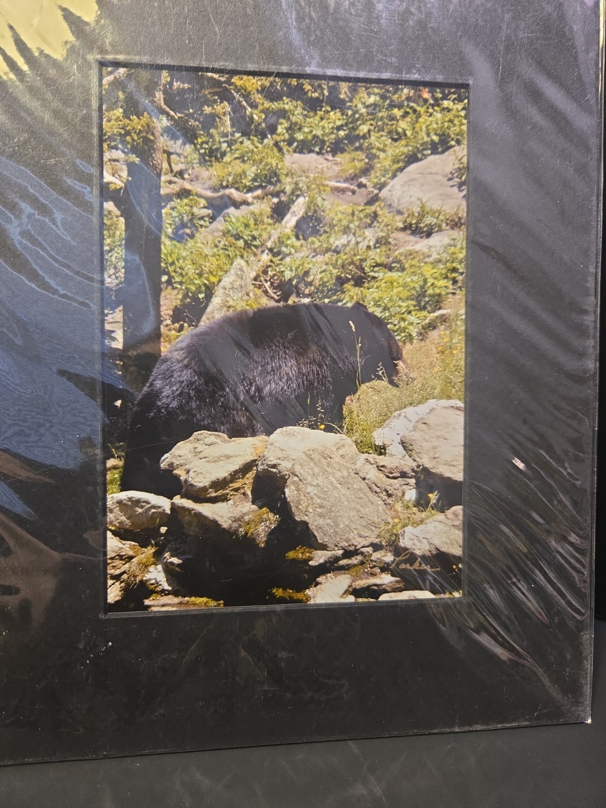 Jim Parker Knives Photography Color Prints 6×4 Wildlife Bear Deer Matted 8×10