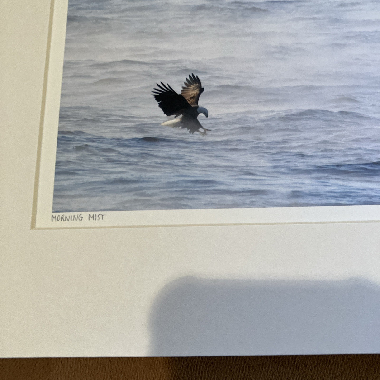 American Bald Eagle – Matted Signed Fine Art Wildlife Photography D.E.Haas