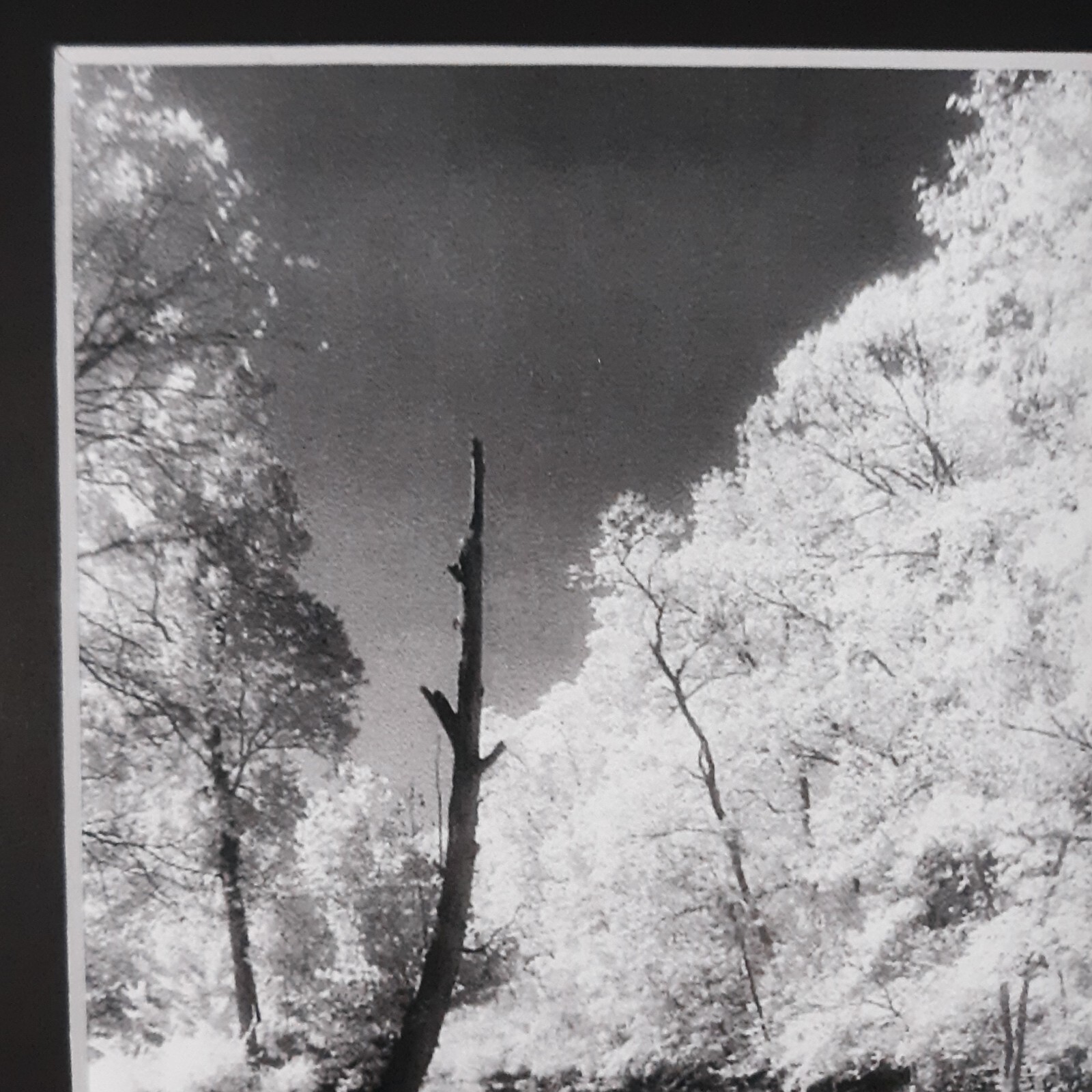 Black Mat Photo Landscape Park Infrared Photography Limited Ed 1/2 Signed Print