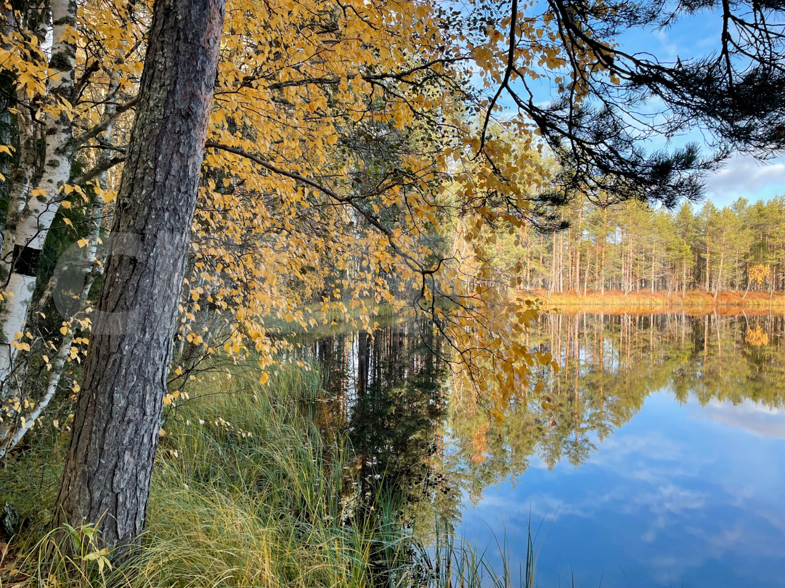 Photo Digital Product Wallpaper Image Picture Background Desktop Art -Lake.Fores